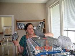 Talking Congo African Grey Parrots