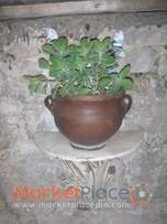 Παχυφυτα - herbs-κατασκευες