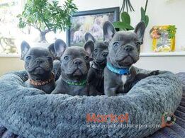 kc reg...French bulldog puppies ready now