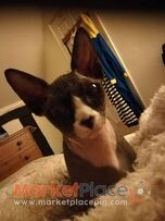 Female 4 year old Pure sphynx