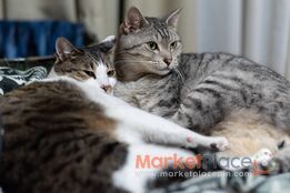 Cats for sale in Cyprus