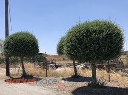 Πωλούνται 3 Ελιές.