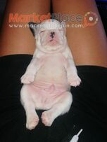 French bulldogs (χωρίς χαρτιά)