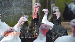 Πωλούνται Γαλοπούλες τηλ.99661773