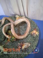 Antique ceramic Portuguese palissy majolica ware dish by jose A Cunha.