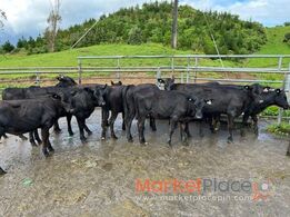 Angus Beef x werners 80 to fatten ( GST Inclusive ) Free Delivery