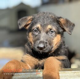 German Shepherd puppies