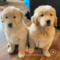 Golden retriever puppies