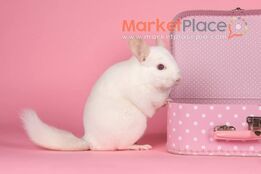 Chinchillas for sale in Cyprus, All colors