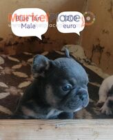 Mini French Bulldog Puppies