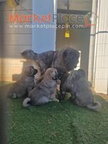 Καθαροαιμα σκυλακια Καυκασου