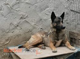 Καθαρόαιμα Belgian Malinois