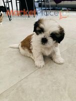 Shih Tzu Puppy