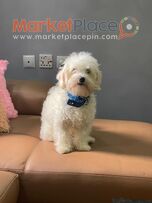 Shiba Inu puppy for sale