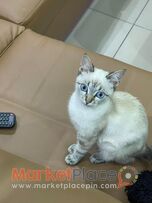 Beautiful cat for re-home