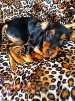 Mini pinscher 4months old