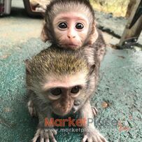 capuchin monkeys available for rehoming