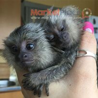 Hand Raised Marmoset Monkey for Sale