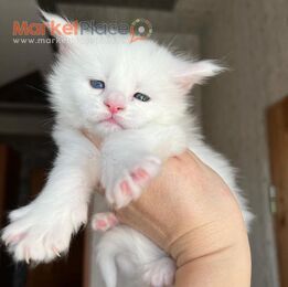 Maine Coon Kittens for sale