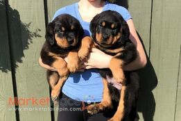 Rottweiler Puppies Available for sale