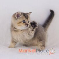 Scottish Fold Kittens for sale