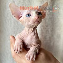 Sphynx Kittens for sale