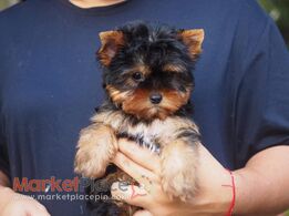 Yorkie Puppies for Sale