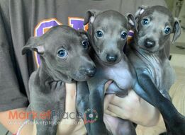 Italian Greyhound puppies