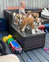 English Bulldog Puppies for Sale