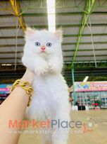Persian kittens Available for Sale