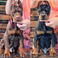 Doberman Pinscher Puppies