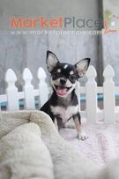 Chihuahua puppies for Sale