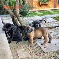 Cane Corso puppies for sale