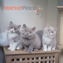 British shorthair kittens for Sale