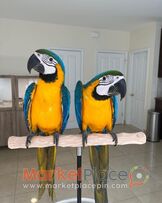 Blue and Gold Macaw Parrots For Sale