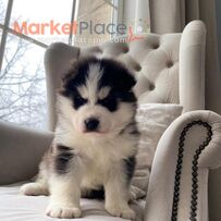 Pomsky Puppies Available