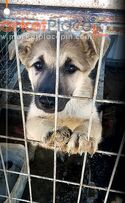 Πωλούνται 4 λυκοσκυλάκια ηλικίας 3 μηνών