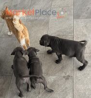 Καθαρόαιμα κουτάβια