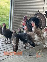 ΠΟΥΛΩ ζευγάρι γαλοπούλες