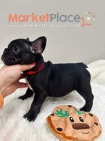 γαλλικό μπουλντόγκ