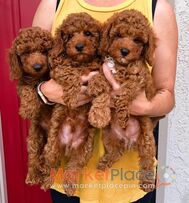 Toy poodle