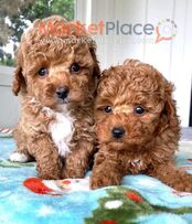 Παιχνίδι κανίς -- Toy