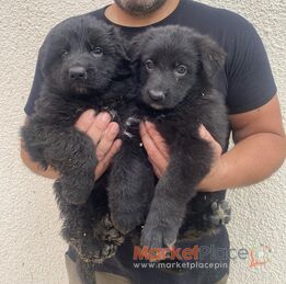 BLACK GERMAN SHEPHERD PUPPIES