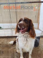 springer spaniel κυνηγόσκυλο