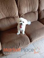 Maltese puppy 7 months old