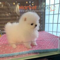 Pomeranian mini