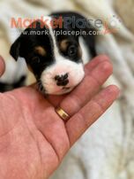 French Bulldog and Jack Russel - Jackbull