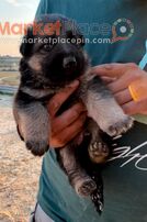 German Shepherd Puppies