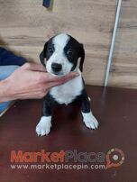 Puppies Jack Russel Terrier