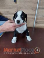 Puppies Jack Russell Terrier for sale in good hands